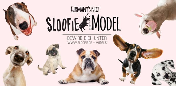 Sloofie, Hundesmoothie, Hundesuppe, Hundemodel, Modelwettbewerb für Hunde, Smoothie für Hunde